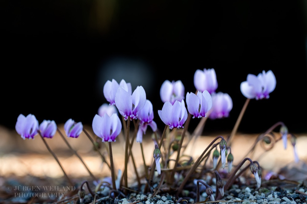 Cyclamen coum Türkei-Alpenveilchen 2.jpg