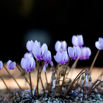 Cyclamen coum Türkei-Alpenveilchen 2.jpg