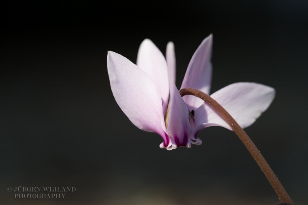 Cyclamen coum Türkei-Alpenveilchen.jpg