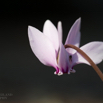 Cyclamen coum Türkei-Alpenveilchen.jpg