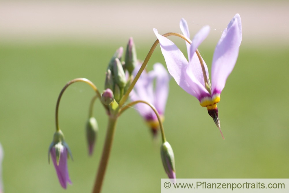 Dodecatheon meadia Götterblume Shooting Star 2.jpg