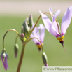 Dodecatheon meadia Götterblume Shooting Star 2.jpg