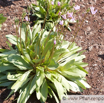 Dodecatheon meadia Götterblume Shooting Star.jpg