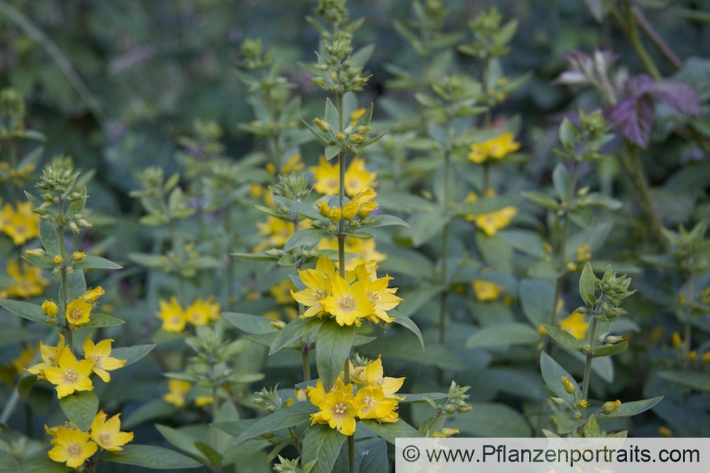 Lysimachia vulgaris Gewöhnlicher Gilbweiderich Garden Loosestrife 2.jpg