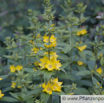 Lysimachia vulgaris Gewöhnlicher Gilbweiderich Garden Loosestrife 2.jpg