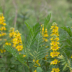 Lysimachia vulgaris Gewöhnlicher Gilbweiderich Garden Loosestrife 3.jpg