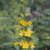 Lysimachia vulgaris Gewöhnlicher Gilbweiderich Garden Loosestrife 4.jpg