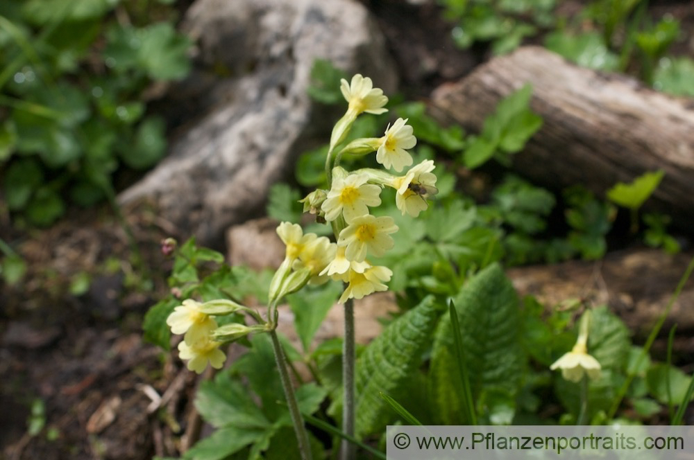 Primula elatior Hohe Schluesselblume Oxlip Paigles 2.jpg