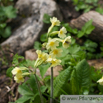 Primula elatior Hohe Schluesselblume Oxlip Paigles 2.jpg