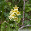 Primula elatior Hohe Schluesselblume Oxlip Paigles 3.jpg