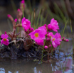 Primula rosea Rosen Primel.jpg