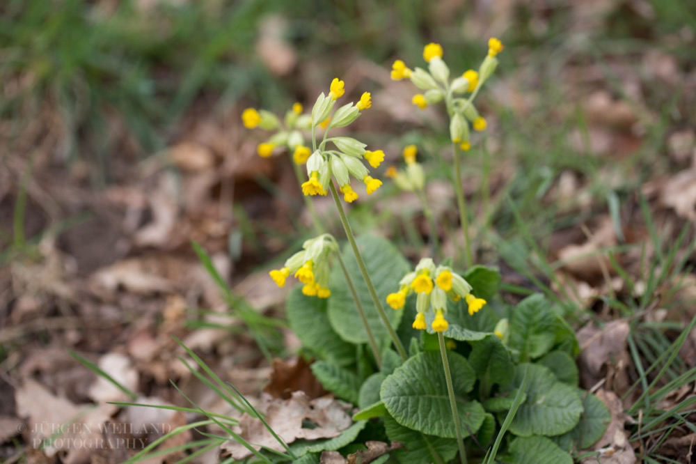 Primula veris Wiesen-Primel Echte Schlüsselblume Cowslip 2.jpg