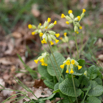 Primula veris Wiesen-Primel Echte Schlüsselblume Cowslip 2.jpg