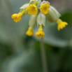 Primula veris Wiesen-Primel Echte Schlüsselblume Cowslip.jpg