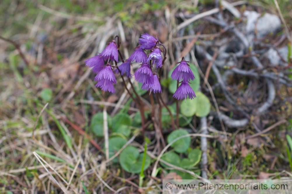 Soldanella pusilla Zwerg Troddelblume Snowbell 2.jpg