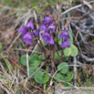 Soldanella pusilla Zwerg Troddelblume Snowbell 2.jpg