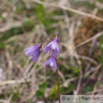 Soldanella pusilla Zwerg Troddelblume Snowbell.jpg