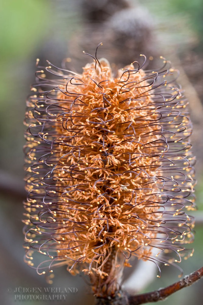 Banksia spinulosa.jpg