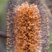 Banksia spinulosa.jpg