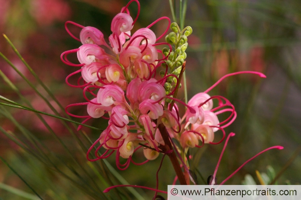 Grevillea johnsonii.jpg