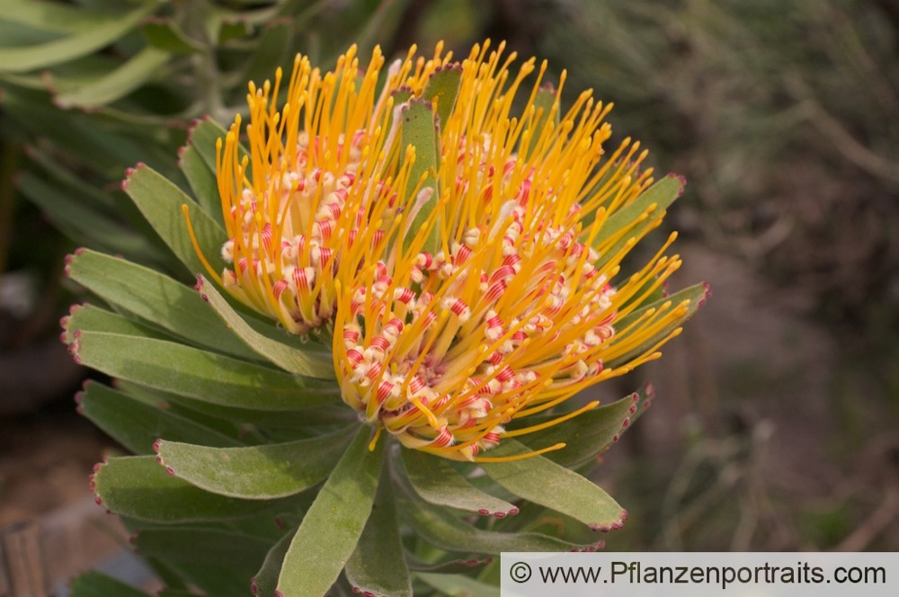 Leucospermum erubescens Gaertnerprotee Pincushion.jpg