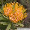 Leucospermum erubescens Gaertnerprotee Pincushion.jpg