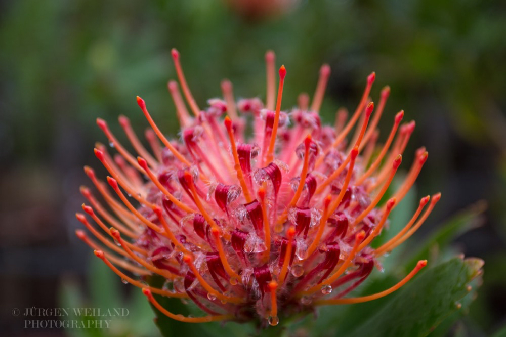 Leucospermum glabrum Silbersamen Outeniqua Pincushion 2.jpg