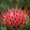 Leucospermum glabrum Silbersamen Outeniqua Pincushion 2.jpg