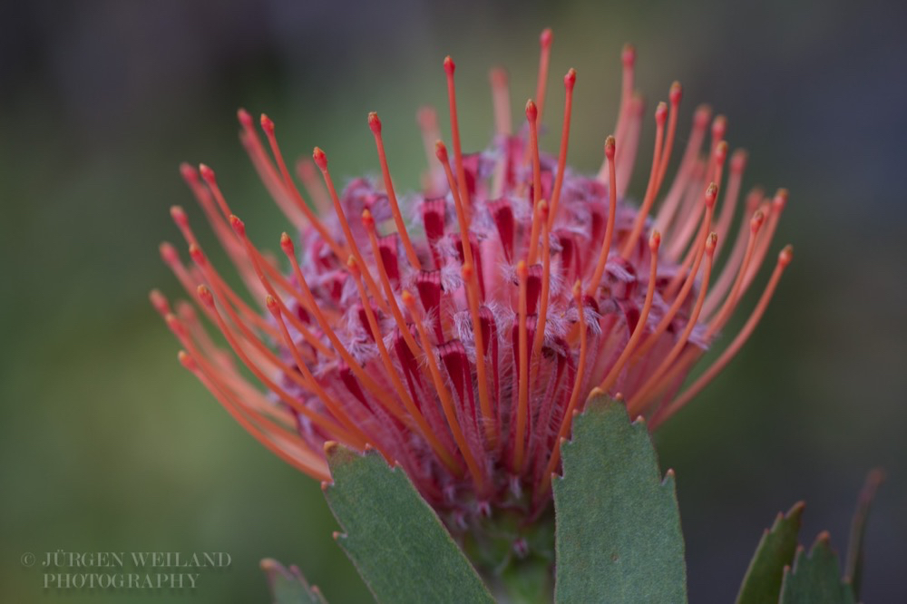 Leucospermum glabrum Silbersamen Outeniqua Pincushion.jpg