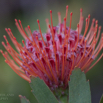 Leucospermum glabrum Silbersamen Outeniqua Pincushion.jpg