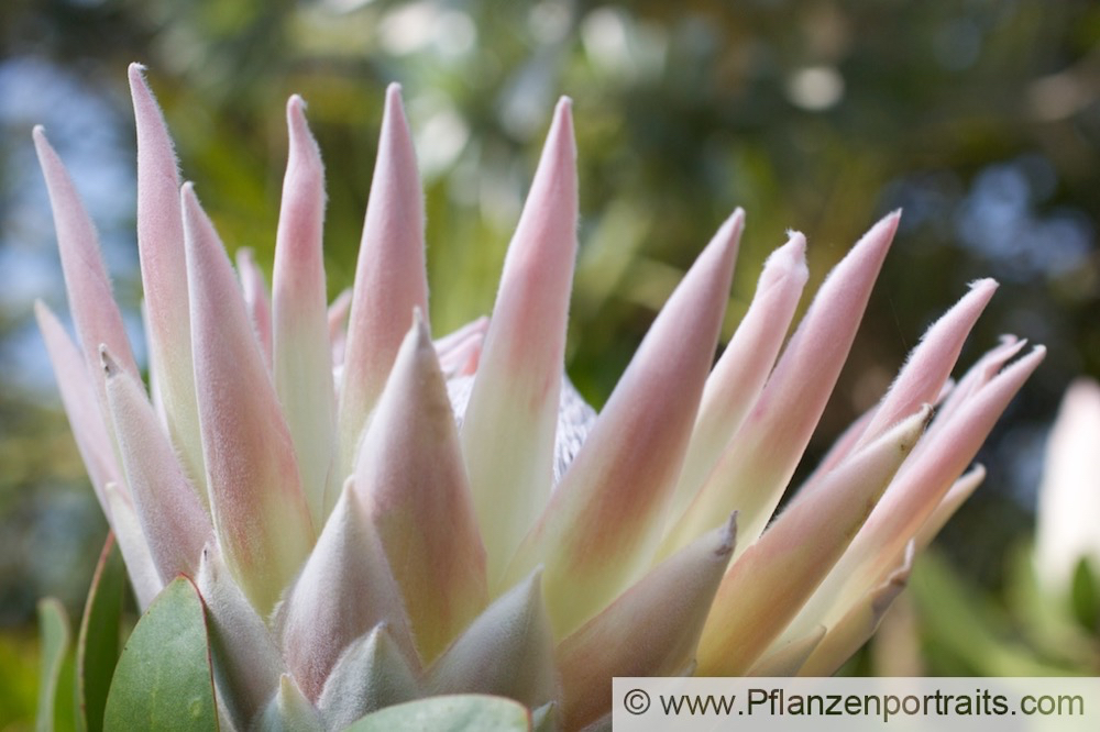 Protea cynaroides Artischocken Protea King Protea 2.jpg