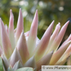 Protea cynaroides Artischocken Protea King Protea 2.jpg