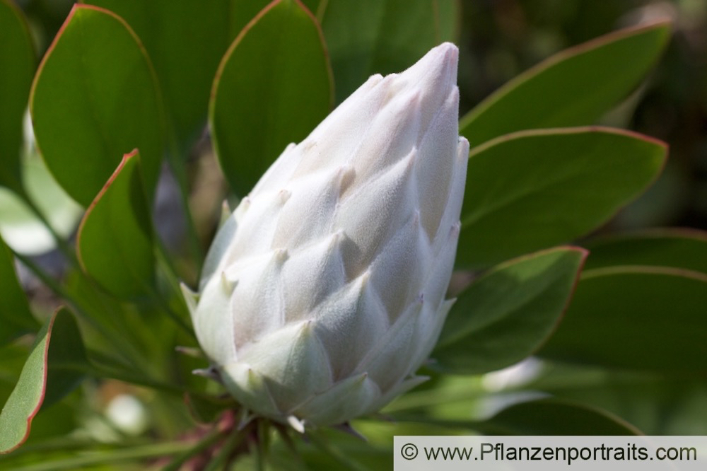 Protea cynaroides Artischocken Protea King Protea 3.jpg