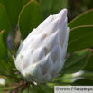 Protea cynaroides Artischocken Protea King Protea 3.jpg