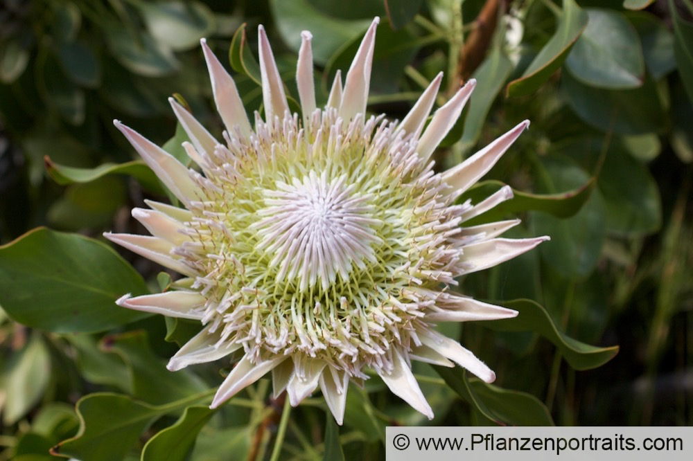 Protea cynaroides Artischocken Protea King Protea 4.jpg