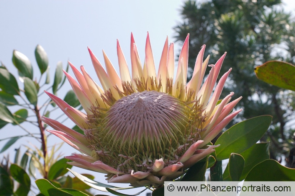 Protea cynaroides Artischocken Protea King Protea 5.jpg