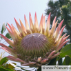 Protea cynaroides Artischocken Protea King Protea 5.jpg