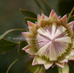 Protea cynaroides Artischocken Protea King Protea 6.jpg