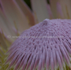 Protea cynaroides Artischocken Protea King Protea.jpg