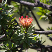 Protea drakenbergiensis 2.jpg