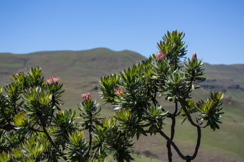 Protea drakenbergiensis.jpg