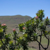 Protea drakenbergiensis.jpg