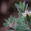 Protea subvestita Lip-flower Protea.jpg