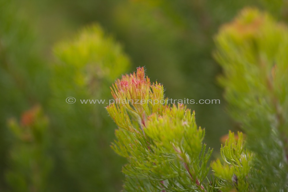 Serruria brownii Bottelbrush spiderhead 2.jpg