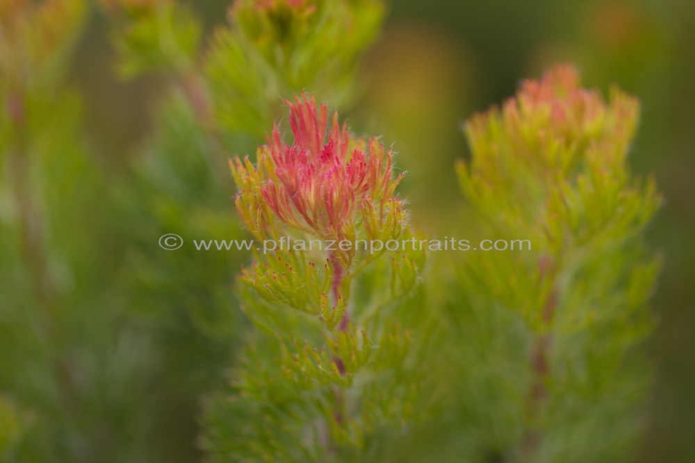 Serruria brownii Bottelbrush spiderhead.jpg