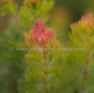 Serruria brownii Bottelbrush spiderhead.jpg