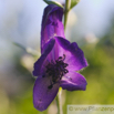 Aconitum napellus Blauer Eisenhut Monkshood Friars Cap 2.jpg