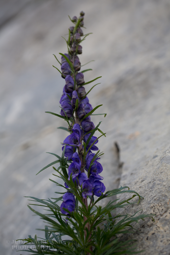 Aconitum napellus Blauer Eisenhut Monkshood Friars Cap 3.jpg