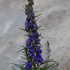 Aconitum napellus Blauer Eisenhut Monkshood Friars Cap 3.jpg