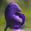 Aconitum napellus Blauer Eisenhut Monkshood Friars Cap 4.jpg